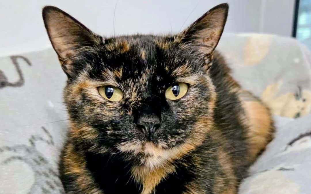 Coco